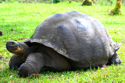 Galápagos Giant Tortoise on Lush Green Grass