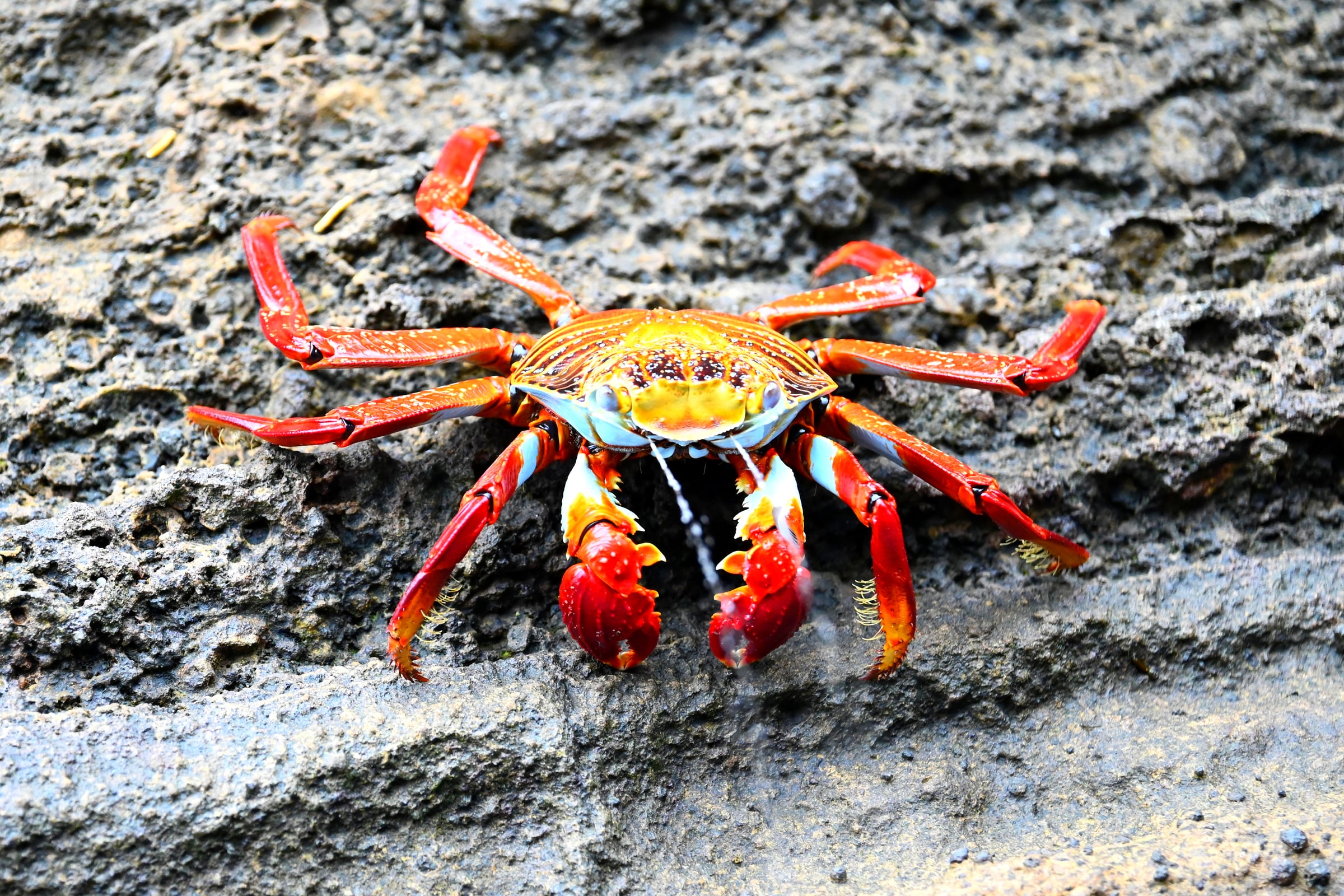 Sally Lightfoot Crab on Volcanic Rock, Punta Vicente Roca