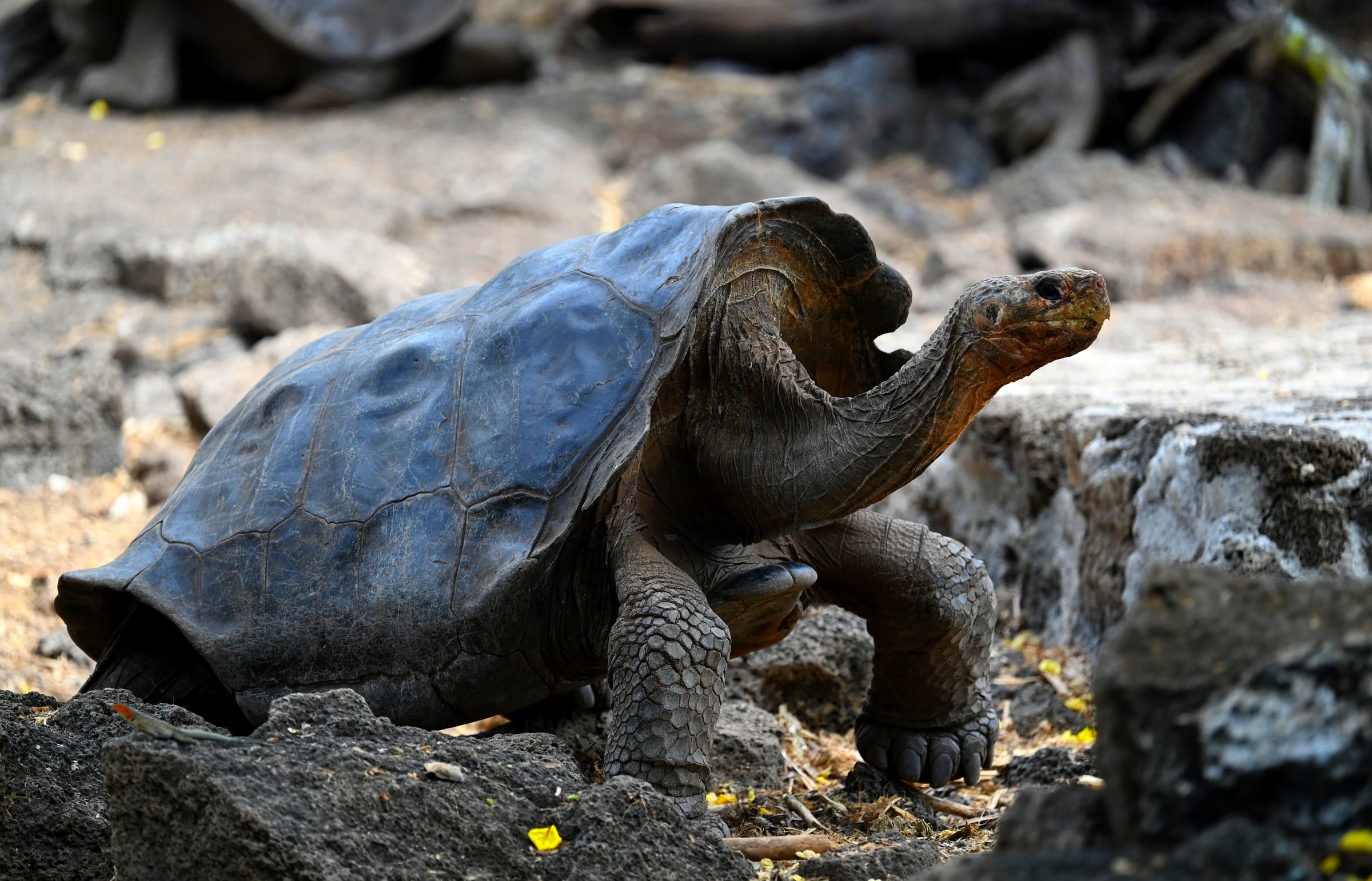 Galápagos Giant Tortoise on Volcanic Rock