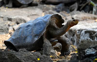 Galápagos - January 2026