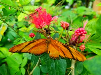 Monarch Butterfly on Pink Tropical Flowers