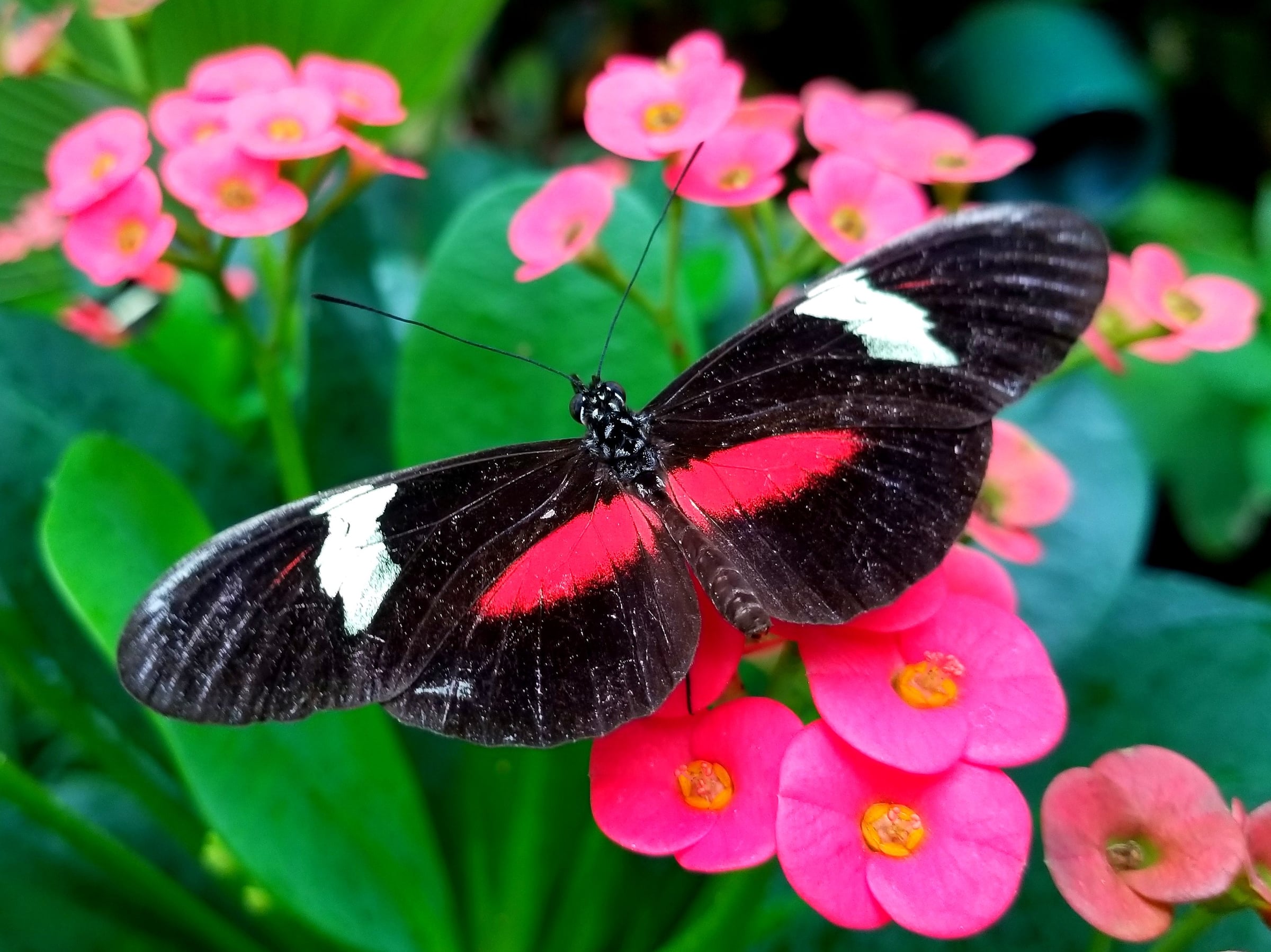 Butterflies
