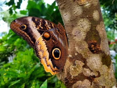 Owl Butterfly Resting on Tree Bark