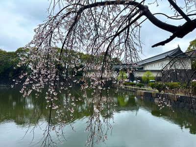 Weeping Cherry Blossoms Over Water, Tokyo