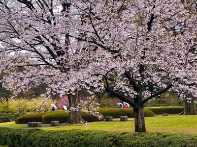 Cherry Blossoms in Tokyo Garden