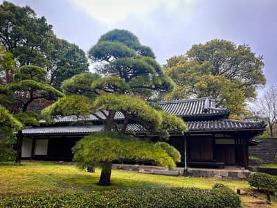 Traditional Japanese Architecture with Pine Tree, Tokyo