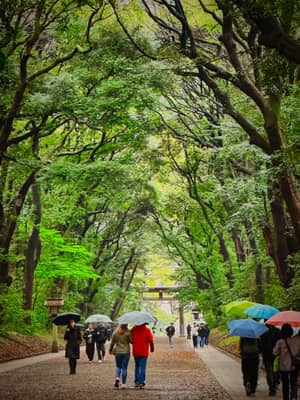 Tree-Canopied Shrine Path in Rain, Tokyo
