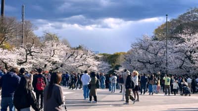 Cherry Blossom Viewing Crowds in Tokyo