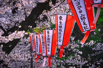 Festival Lanterns Among Cherry Blossoms in Tokyo