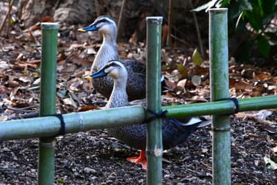 Pair of Spot-billed Ducks in Tokyo
