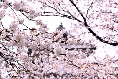 Cherry Blossoms Framing Temple Architecture in Kanazawa