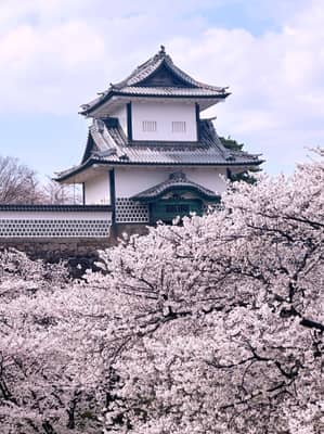 Kanazawa Castle with Cherry Blossoms in Full Bloom