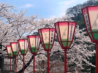 Paper Lanterns and Cherry Blossoms in Kanazawa