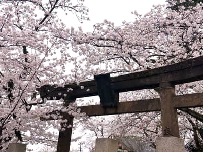 Torii Gate Framed by Cherry Blossoms in Kanazawa