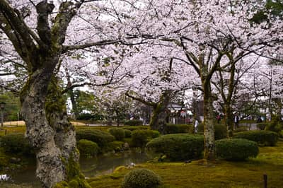 Cherry Blossoms in Traditional Japanese Garden, Kanazawa