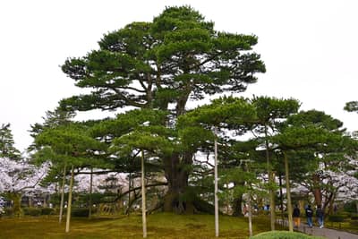 Ancient Pine Tree in Kenrokuen Garden, Kanazawa