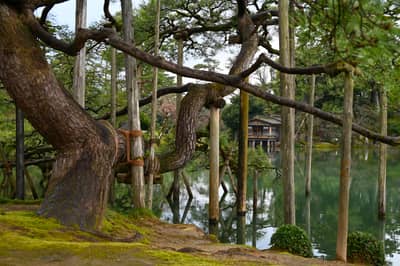 Ancient Supported Pine at Kenrokuen Garden, Kanazawa