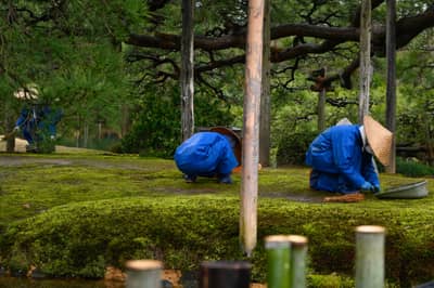 Traditional Garden Maintenance Workers in Kanazawa Moss Garden