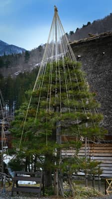 Traditional Yukitsuri Tree Protection in Shirakawa-go