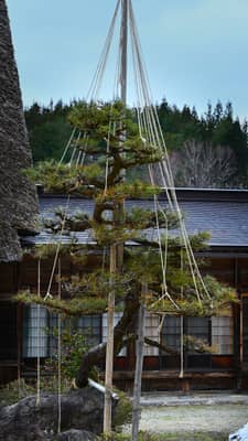 Traditional Gassho-zukuri Farmhouse with Yukitsuri Pine in Shirakawa-go