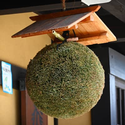 Sugidama (Sake Ball) at Takayama Brewery