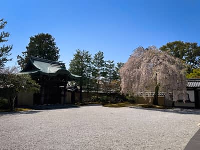 Japanese Temple Courtyard with Weeping Cherry Tree in Bloom