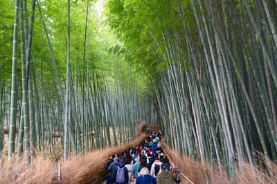 Bamboo Forest Path in Kyoto, Japan
