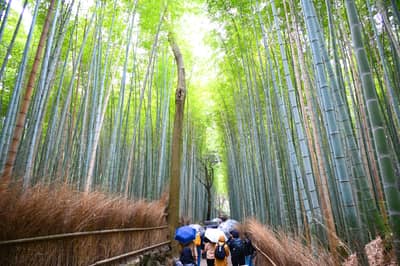 Bamboo Forest Pathway in Kyoto, Japan