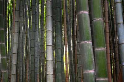 Bamboo Forest in Kyoto, Japan