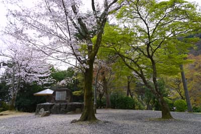 Cherry Blossoms and Maples at Kyoto Temple Grounds