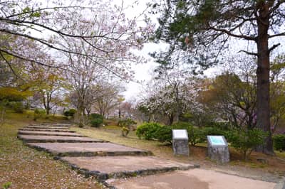 Cherry Blossoms in Kyoto Park
