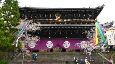 Chion-in Temple Gate Framed by Cherry Blossoms in Kyoto