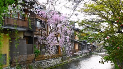 Traditional Kyoto Canal Lined with Cherry Blossoms