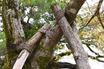 Traditional Tree Support with Rope Bindings in Kyoto Garden