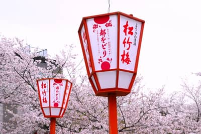 Traditional Paper Lanterns Amid Cherry Blossoms, Kyoto