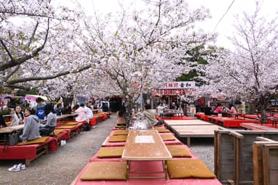 Hanami Dining Under Cherry Blossoms in Kyoto