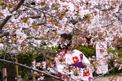 Traditional Kimono Under Cherry Blossoms in Kyoto