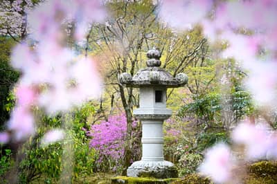Stone Lantern Framed by Cherry Blossoms in Kyoto Garden