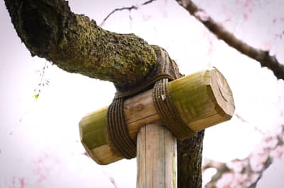Traditional Tree Support on Cherry Blossom Branch, Kyoto