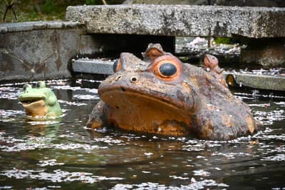 Traditional Frog Sculptures in Garden Water Basin, Kyoto