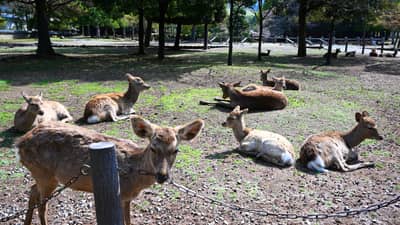 Sika Deer Resting in Nara Park