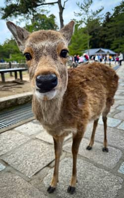 Sika Deer Portrait in Nara Park