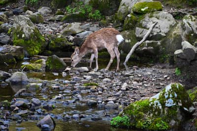 Sika Deer Drinking from Rocky Stream in Nara