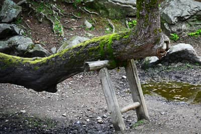 Moss-Covered Tree Trunk in Nara Forest