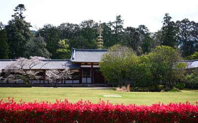 Traditional Temple Complex with Cherry Blossoms in Nara