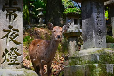 Sika Deer Among Stone Monuments at Nara Temple Grounds