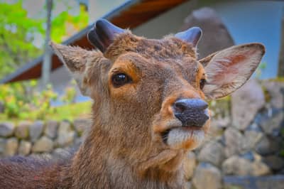 Sika Deer Portrait in Nara, Japan