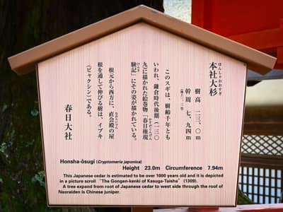 Honsha-ōsugi Information Sign at Kasuga Taisha Shrine