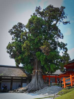 Sacred Tree at Japanese Shrine, Nara