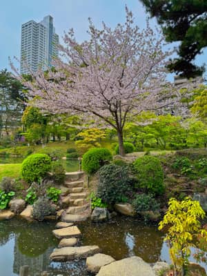 Cherry Blossoms in Traditional Japanese Garden, Hiroshima